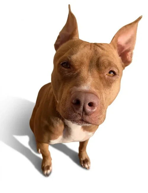 dog_tienedocchio